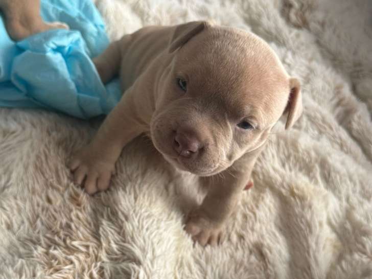 Chiots Americane bully pocket (Nouvelle portée 2 mâles 2 femelles)