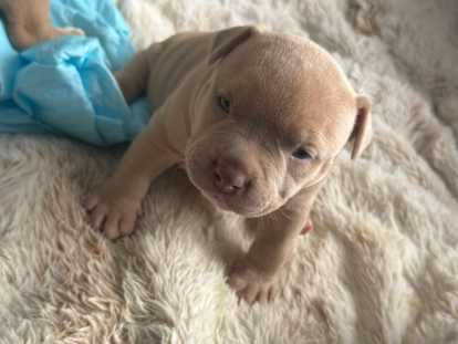 Chiots Americane bully pocket (Nouvelle portée 2 mâles 2 femelles)