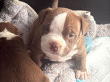 Chiots Americane bully pocket (Nouvelle portée 2 mâles 2 femelles)