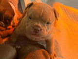 Chiots Americane bully pocket (Nouvelle portée 2 mâles 2 femelles)