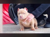 Chiots American bully pocket ! Derni&egrave;re de la porter ! Femelle