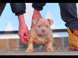 Chiots American bully pocket ! Derni&egrave;re de la porter ! Femelle