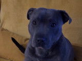 Mâle Staffordshire Bull Terrier disponible pour saillie