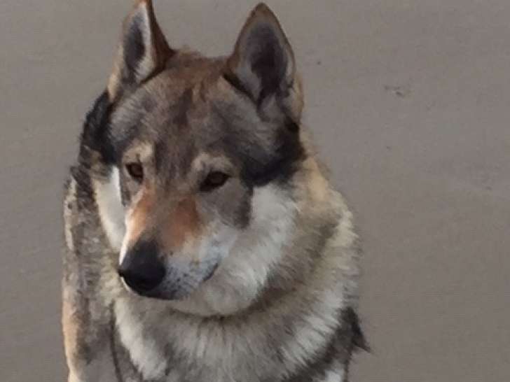 Chien Loup Tchécoslovaque à donner