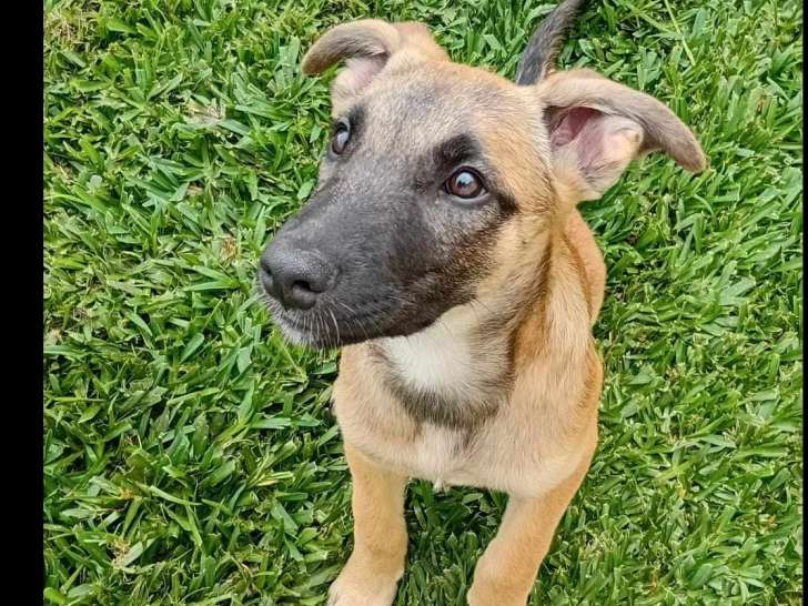 Chiot mâle Berger Créole de 4 mois à accueillir