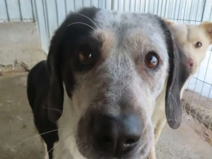 En attente d'adoption : chienne blanche avec marque noire