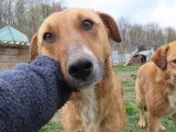 Adoption disponible : chienne fauve