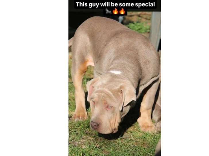 Chiots de race American Bully à vendre (2 mâles)