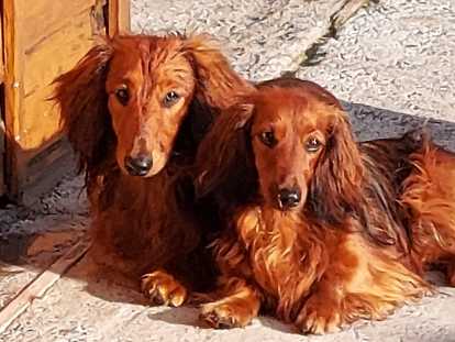 Mâle Teckel standart à poil long  avec Pedigree,disponible pour saillie