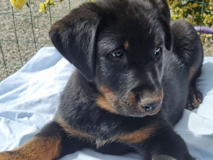 Chiots femelles Beauceron disponibles