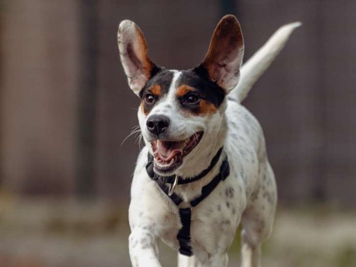 À adopter : chienne Jack Russell d'un an