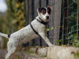 À adopter : chienne Jack Russell d'un an