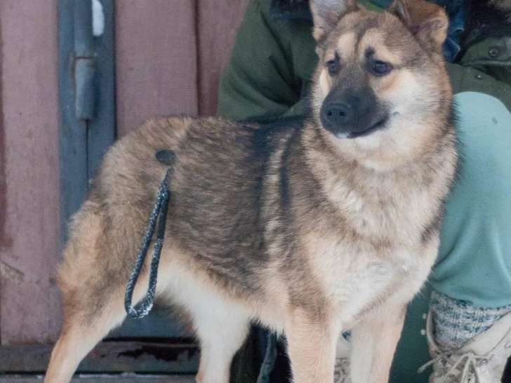 Adoption disponible : chienne d’un an