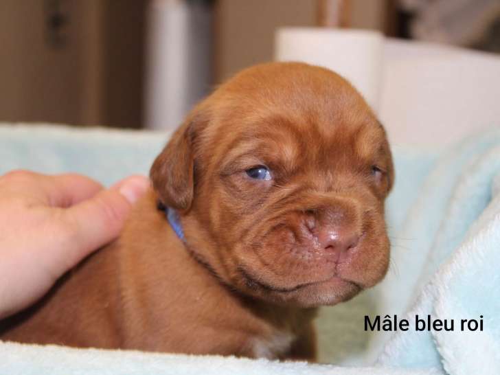 Chiots Dogue de Bordeaux à vendre