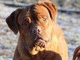 Chiots Dogue de Bordeaux à vendre