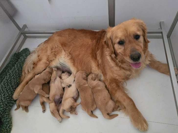 À réserver : 5 chiots Golden Retrievers (LOF)
