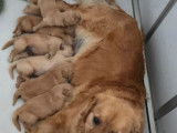 À réserver : 5 chiots Golden Retrievers (LOF)