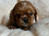 3 chiots mâles Cavalier King Charles à réserver (LOF)