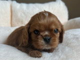 3 chiots mâles Cavalier King Charles à réserver (LOF)