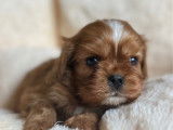 3 chiots mâles Cavalier King Charles à réserver (LOF)