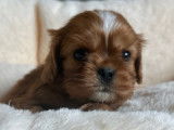 3 chiots mâles Cavalier King Charles à réserver (LOF)