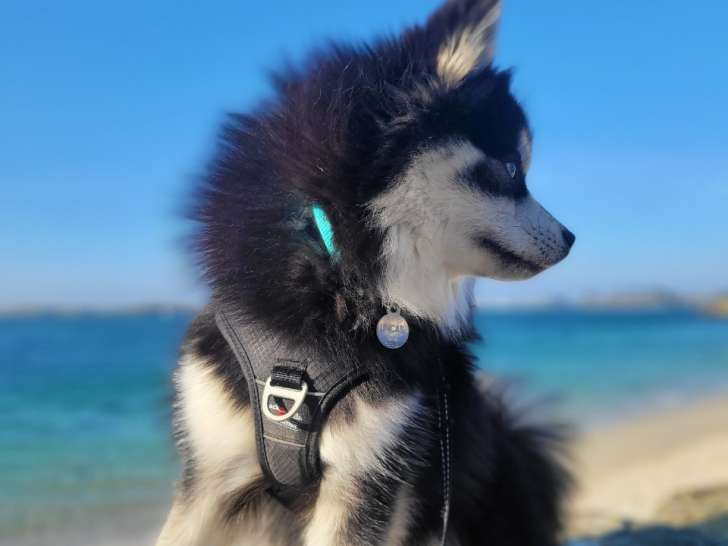 Magnifique Pomsky mâle noir et blanc disponible pour saillie