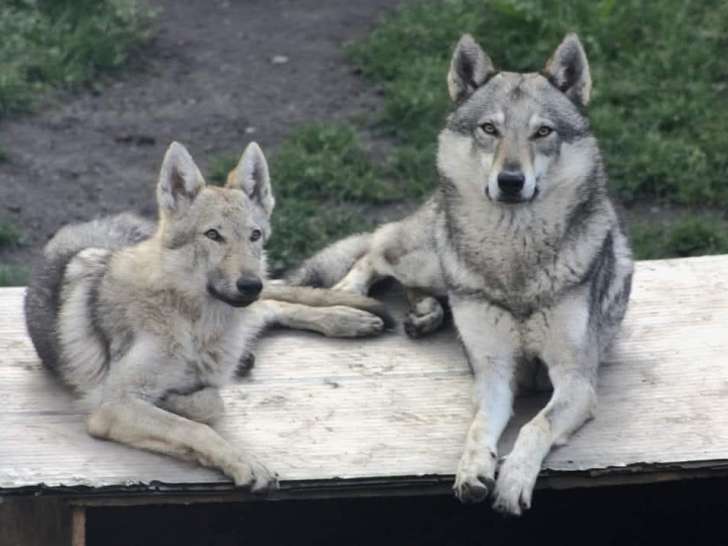 Mâle Chien Loup Tchechoslovaque