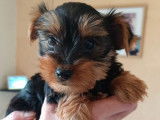 2 chiots Yorkshire Terriers à vendre (LOF)