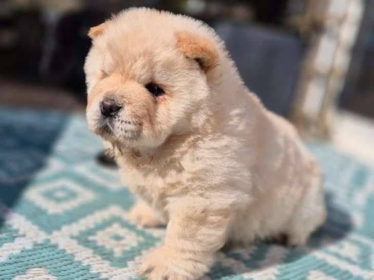 3 chiots femelles Chow Chow à vendre (LOF)