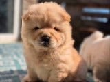 3 chiots femelles Chow Chow à vendre (LOF)