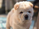 3 chiots femelles Chow Chow à vendre (LOF)