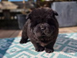 3 chiots femelles Chow Chow à vendre (LOF)