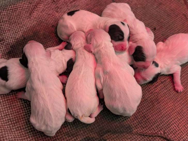 À réserver 3 chiots Setters Anglais (LOF)