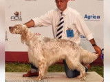 À réserver 3 chiots Setters Anglais (LOF)
