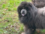 Un chien Chow Chow LOF bleu de 6 ans disponible à la réservation