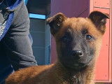 Des chiots Bergers Belges Malinois à vendre (LOF)