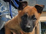 Des chiots Bergers Belges Malinois à vendre (LOF)