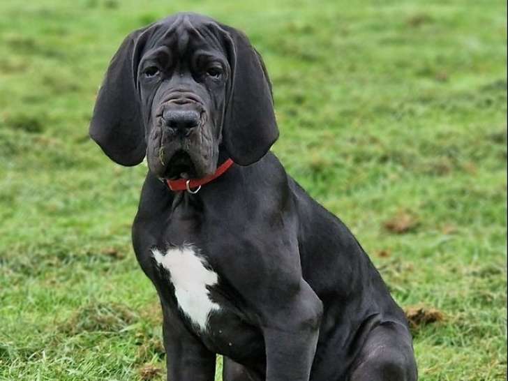 Disponibles à l’achat 2 chiots mâles Dogues Allemands fauves ( LOF)