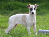 1 chiot femelle Whippet LOF disponible à la vente