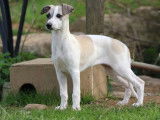 1 chiot femelle Whippet LOF disponible à la vente