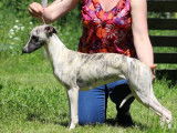 1 chiot femelle Whippet LOF disponible à la vente