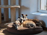 1 chiot femelle Whippet LOF disponible à la vente