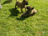 À réserver 3 chiots femelles Bergers Belges Malinois (LOF)