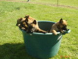 À réserver 3 chiots femelles Bergers Belges Malinois (LOF)