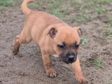 3 chiots mâles Staffordshire Bull Terriers LOF à vendre