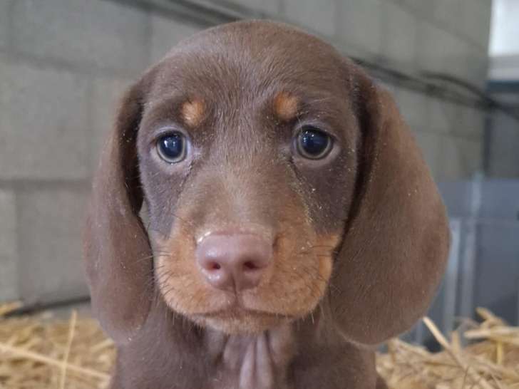Chiots Teckels standards à vendre