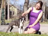 Mâle Boston Terrier LOF disponible pour saillie