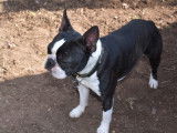 Mâle Boston Terrier LOF disponible pour saillie
