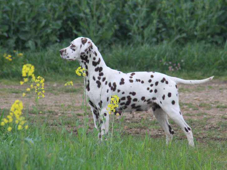 Chiots Dalmatien LOF à naître