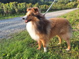 Mâle Berger des Shetland disponible pour saillie